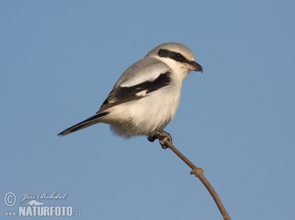 Raubwürger (Lanius excubitor)