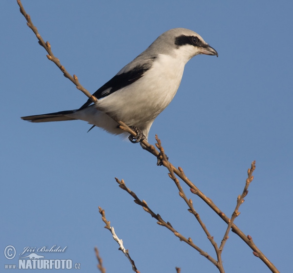 Raubwürger (Lanius excubitor)