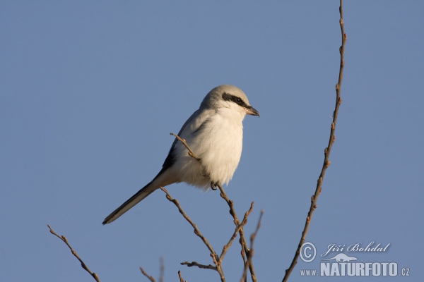 Raubwürger (Lanius excubitor)