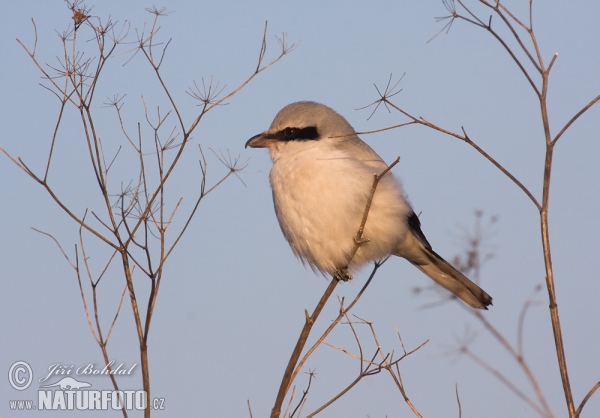 Raubwürger (Lanius excubitor)