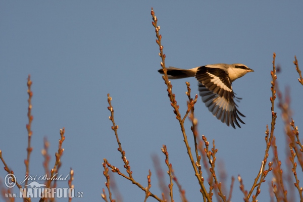 Raubwürger (Lanius excubitor)