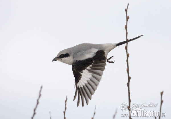 Raubwürger (Lanius excubitor)