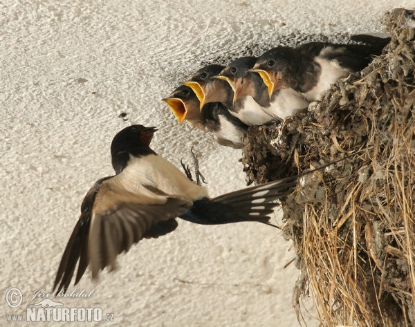 Rauchschwalbe (Hirundo rustica)