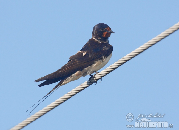 Rauchschwalbe (Hirundo rustica)