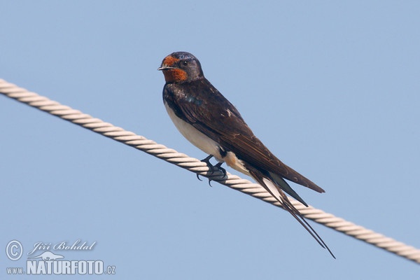 Rauchschwalbe (Hirundo rustica)