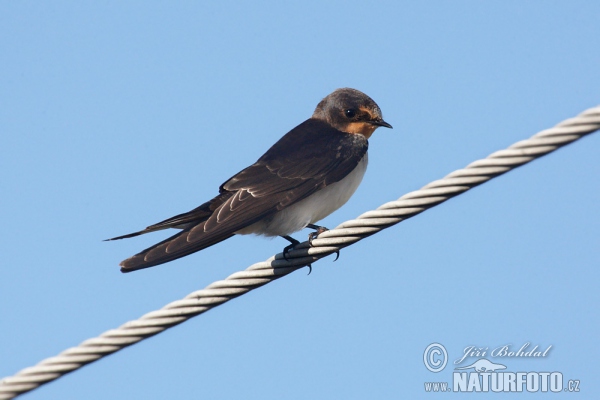 Rauchschwalbe (Hirundo rustica)