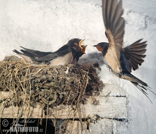 Rauchschwalbe (Hirundo rustica)