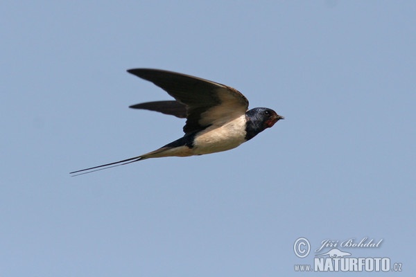 Rauchschwalbe (Hirundo rustica)