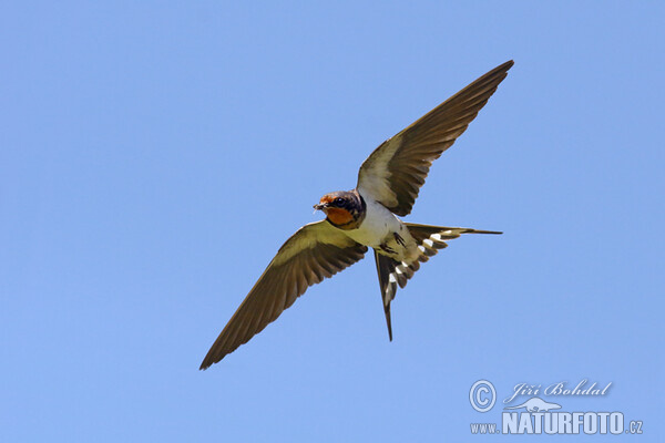 Rauchschwalbe (Hirundo rustica)