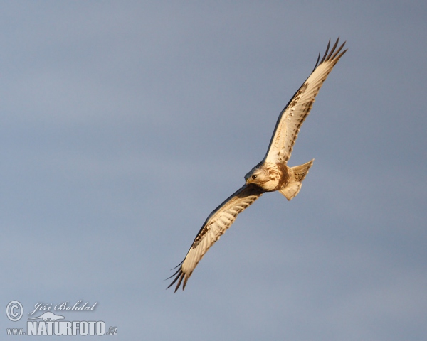 Rauhfußbussard (Buteo lagopus)