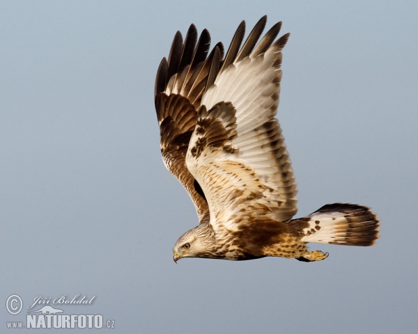 Rauhfußbussard (Buteo lagopus)