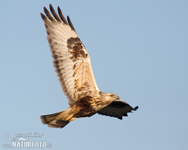 Rauhfußbussard (Buteo lagopus)