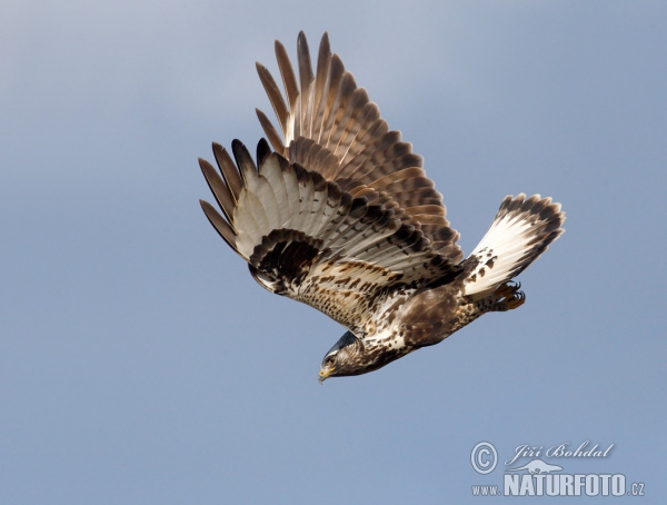 Rauhfußbussard (Buteo lagopus)