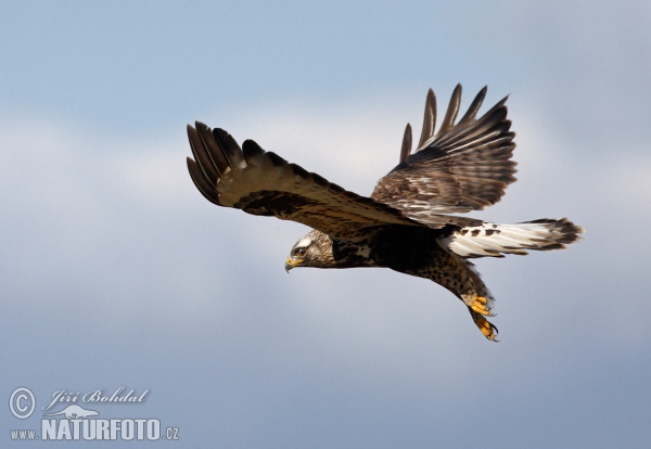 Rauhfußbussard (Buteo lagopus)