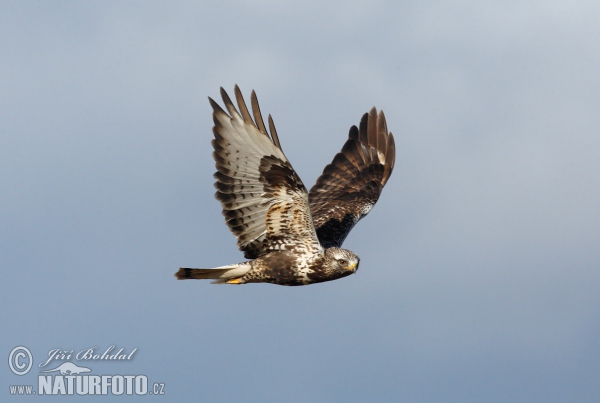 Rauhfußbussard (Buteo lagopus)