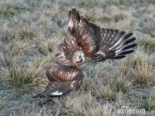 Rauhfußbussard (Buteo lagopus)