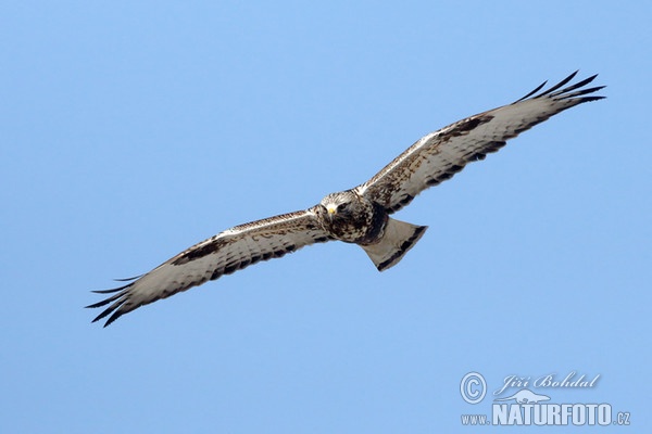 Rauhfußbussard (Buteo lagopus)