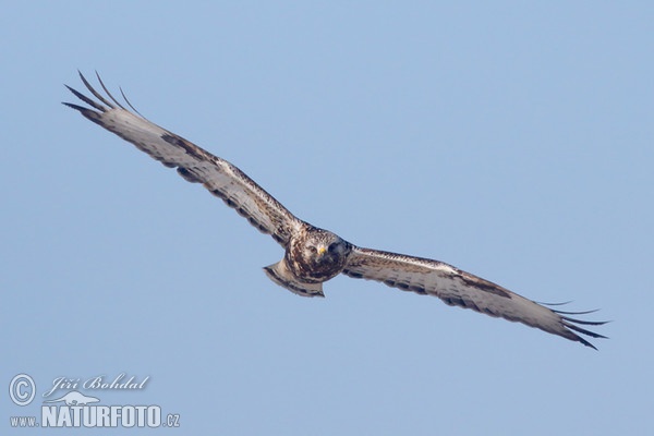 Rauhfußbussard (Buteo lagopus)