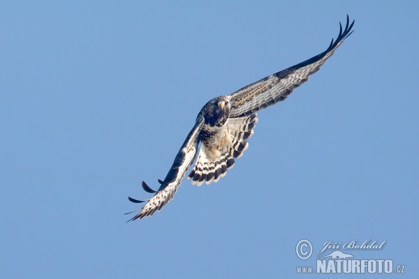 Rauhfußbussard (Buteo lagopus)