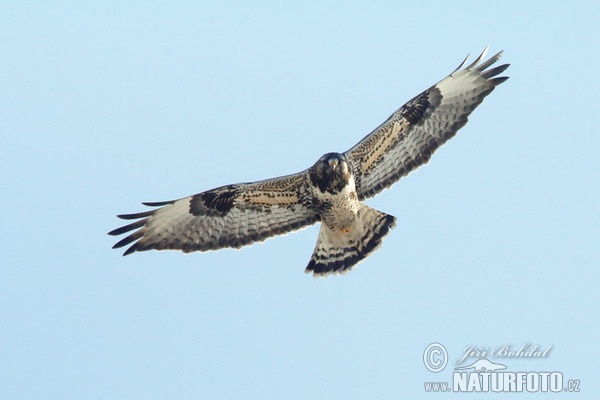 Rauhfußbussard (Buteo lagopus)