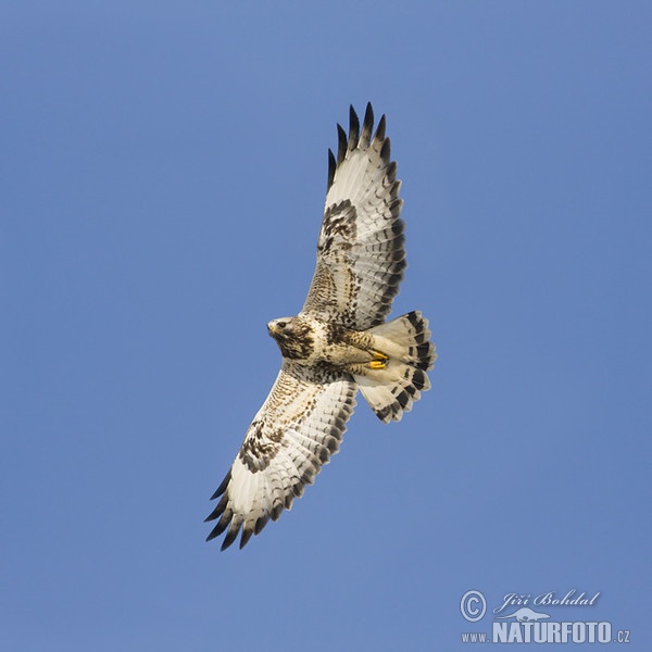 Rauhfußbussard (Buteo lagopus)