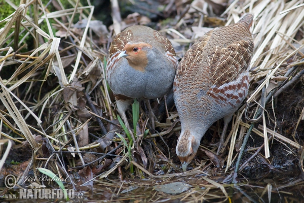 Rebhuhn (Perdix perdix)