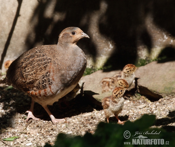 Rebhuhn (Perdix perdix)