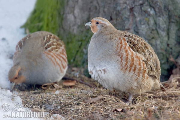 Rebhuhn (Perdix perdix)