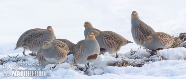 Rebhuhn (Perdix perdix)