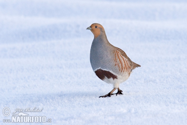 Rebhuhn (Perdix perdix)