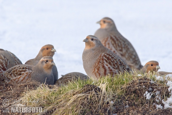 Rebhuhn (Perdix perdix)