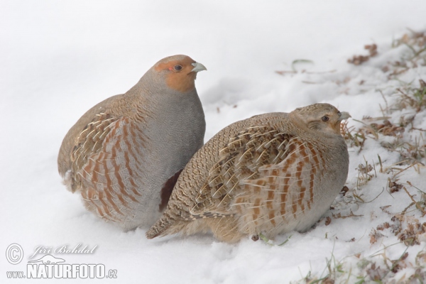 Rebhuhn (Perdix perdix)