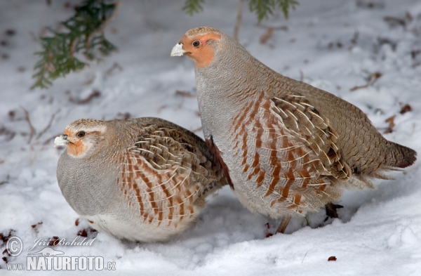 Rebhuhn (Perdix perdix)