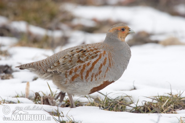 Rebhuhn (Perdix perdix)