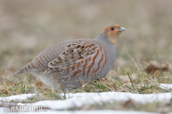 Rebhuhn (Perdix perdix)