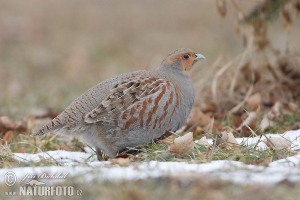 Rebhuhn (Perdix perdix)