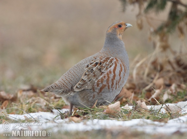 Rebhuhn (Perdix perdix)