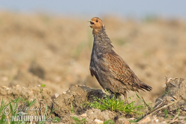 Rebhuhn (Perdix perdix)