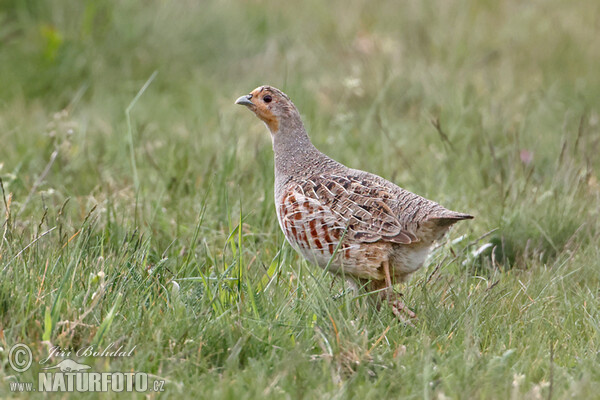 Rebhuhn (Perdix perdix)