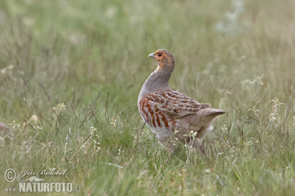 Rebhuhn (Perdix perdix)