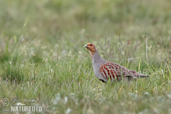 Rebhuhn (Perdix perdix)