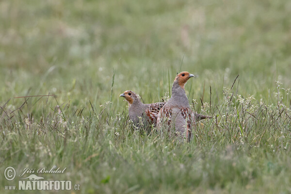 Rebhuhn (Perdix perdix)