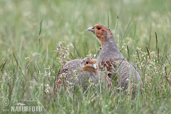 Rebhuhn (Perdix perdix)