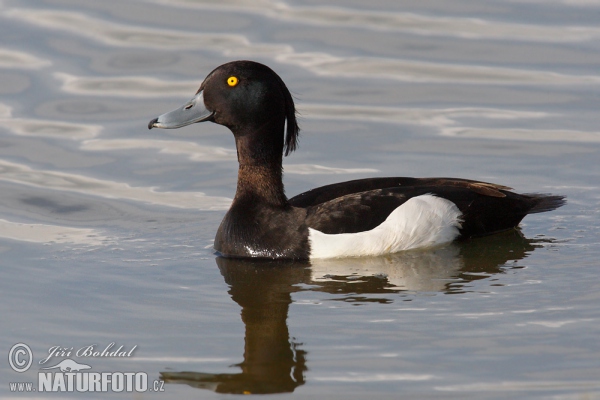 Reiherente (Aythya fuligula)