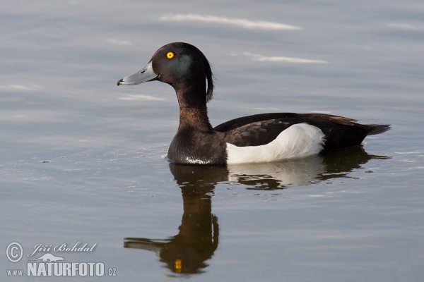 Reiherente (Aythya fuligula)