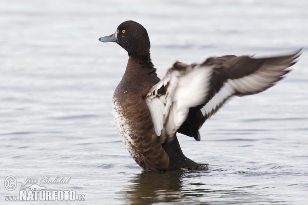 Reiherente (Aythya fuligula)