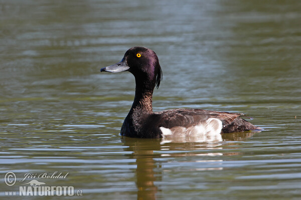 Reiherente (Aythya fuligula)