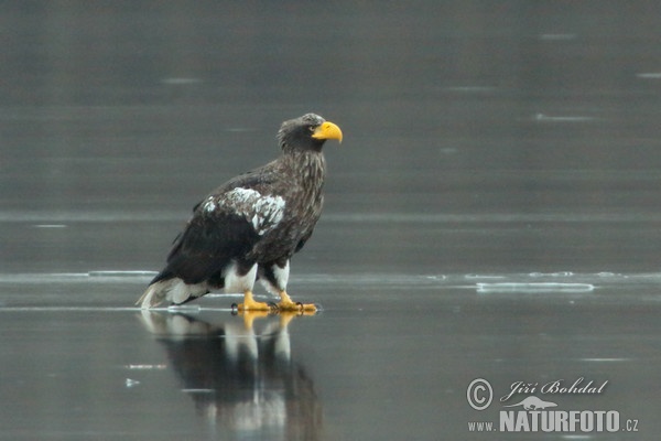 Riesenseeadler (Haliaeetus pelagicus)