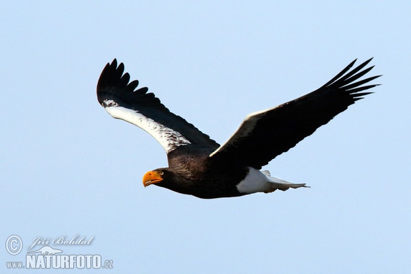 Riesenseeadler (Haliaeetus pelagicus)