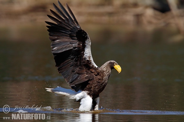 Riesenseeadler (Haliaeetus pelagicus)